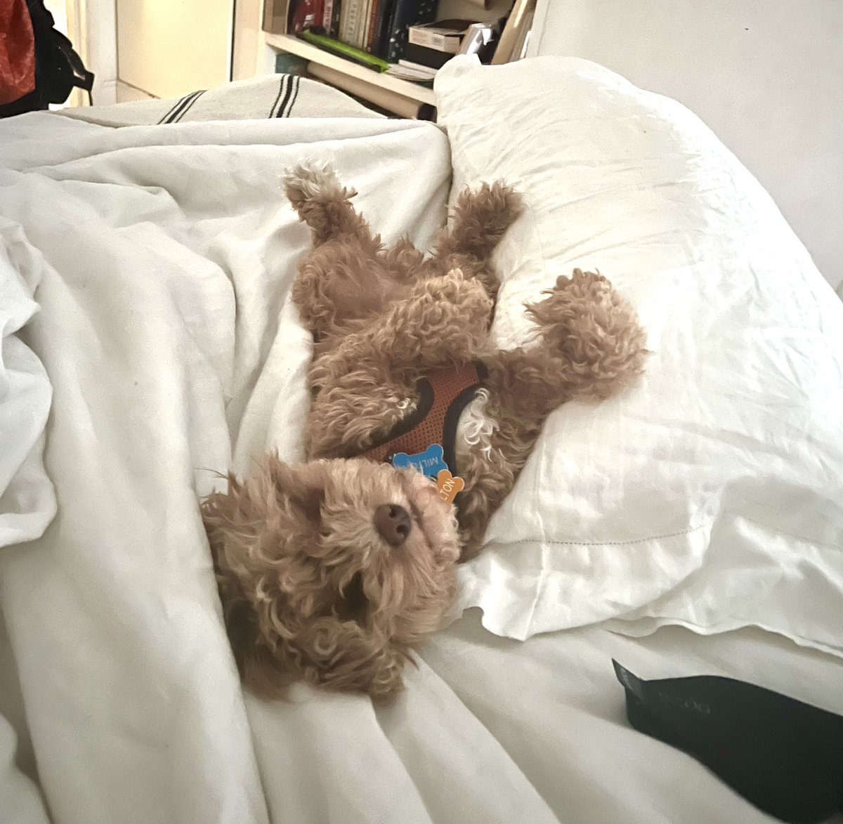 MorningMilton's tweet photo. Hahaha I was sleepin. Hi! https://t.co/b2zjDmhaf2