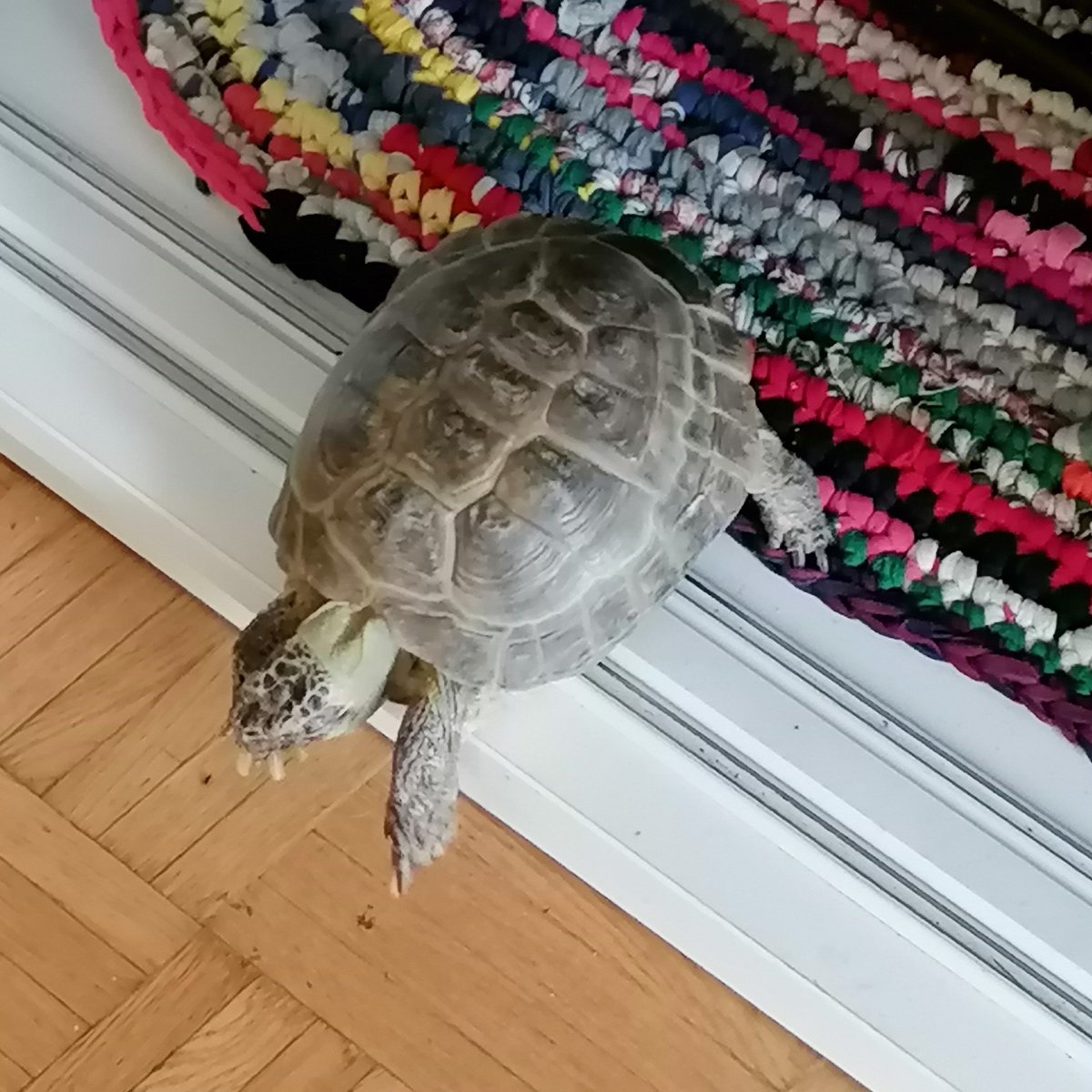 olhanninen's tweet image. Черепах 🐢 Алу в прыжке из шкафа в коридор. Ему нравится. Он несколько раз в день может залезать в шкаф и вываливаться из него с грохотом. Причем все эти процессы требуют от него  множества усилий #loveturtles