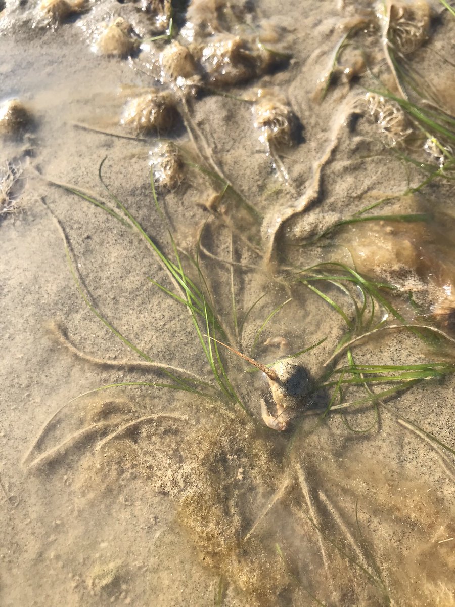 Very exciting to spot a masked crab (Corystes cassivelaunus) before it disappeared beneath a Zostera noltei plant yesterday 🌱🦀
@HantsIWWildlife #seagrass #wilderSolent