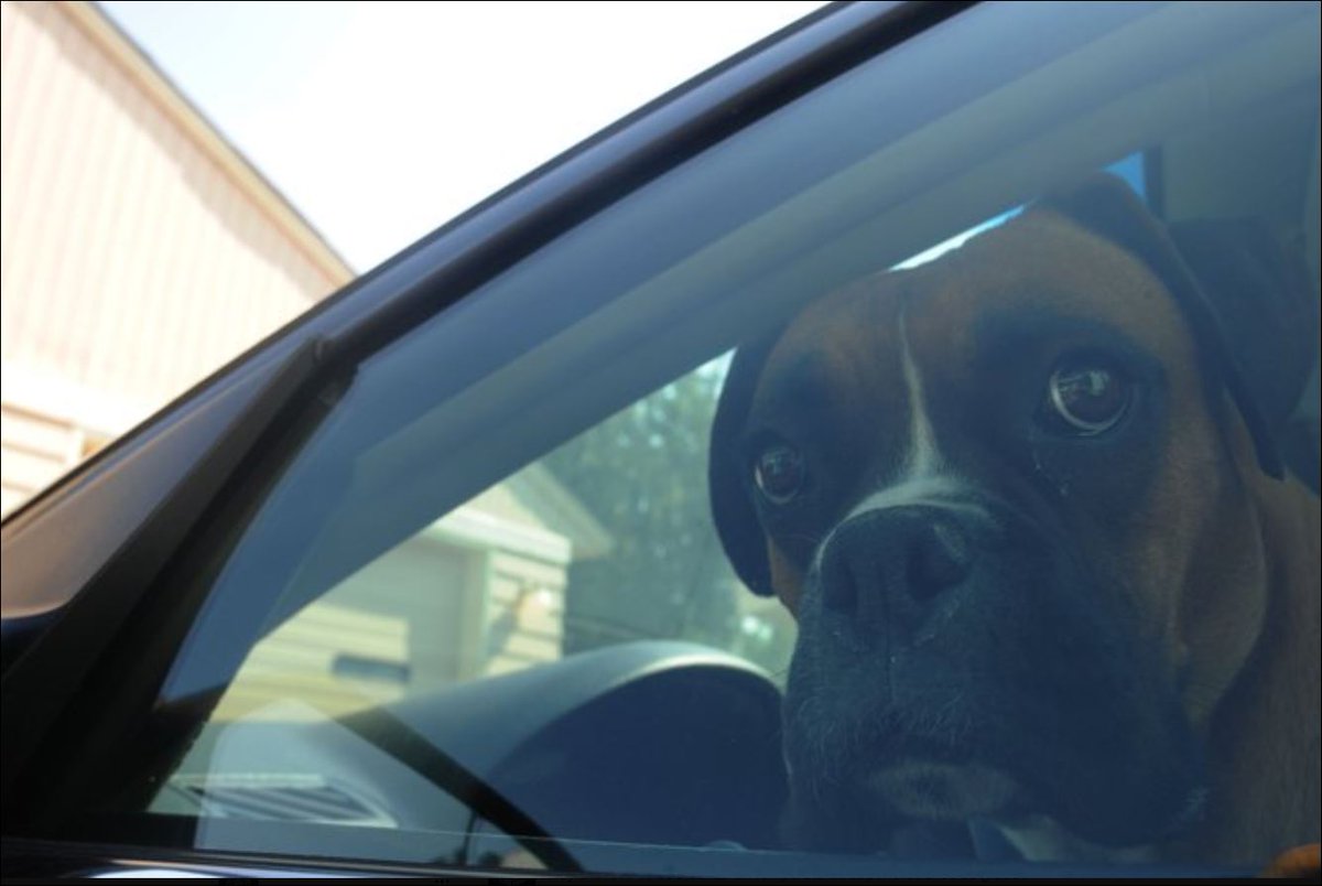 ⛔NO, ni aunque sea un momento

⛔NO, ni con las ventanillas bajadas

⛔NO, tampoco a la sombra

🌡Con altas temperaturas NO dejes a tu #mascota en el 🚘

En pocos minutos, el coche se convierte en un horno 🥵 que podría ser mortal ☠ para tu #perro

#Responsabilidad
#We💙Animals