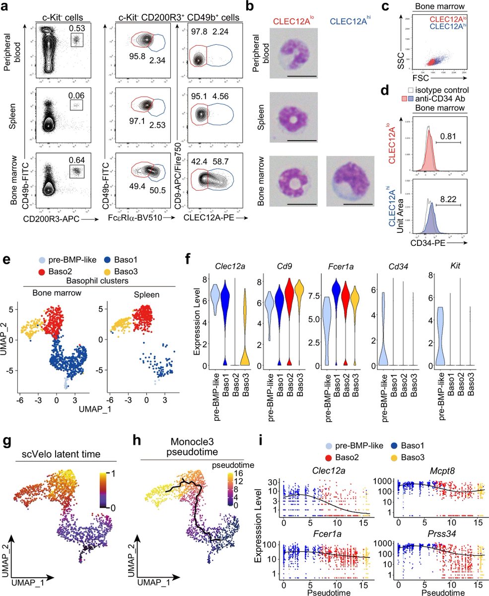 Defined basophil differentiation trajectory in mice! go.nature.com/3oIVCuN Additionally, researchers identified pre-basophils located between pre-basophil and mast cell progenitors and mature basophils during basophil differentiation. #singlecell #scRNAseq