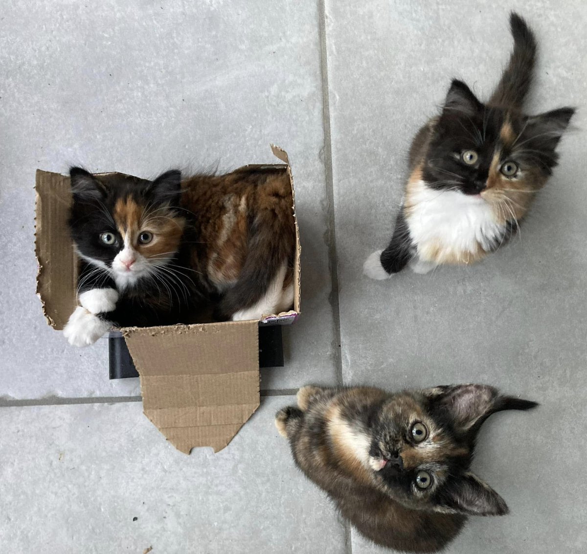 Yorkshire Cat Rescue tweet media