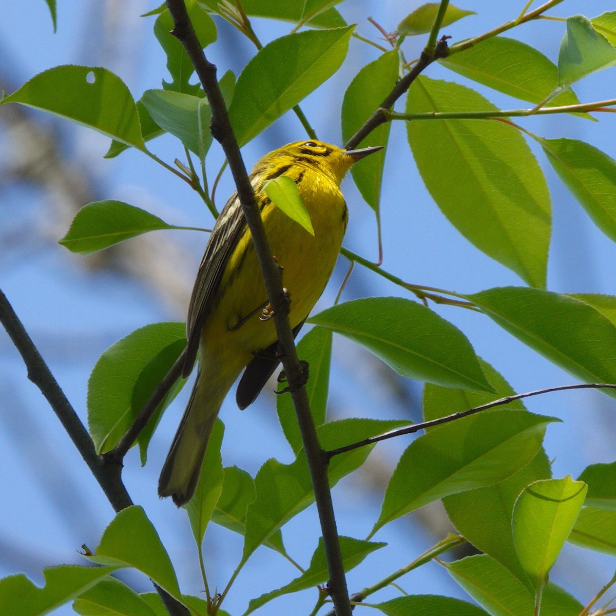 Spring migration- Prairie Warbler. This little beauty sang and sang and sang for me, but he never came down low enough for me to get much more than belly shots. But he was my first of year PW. 05-08-23 #warbler #birding  #springmigration #songbirds #birdcp #birdcpp #birds