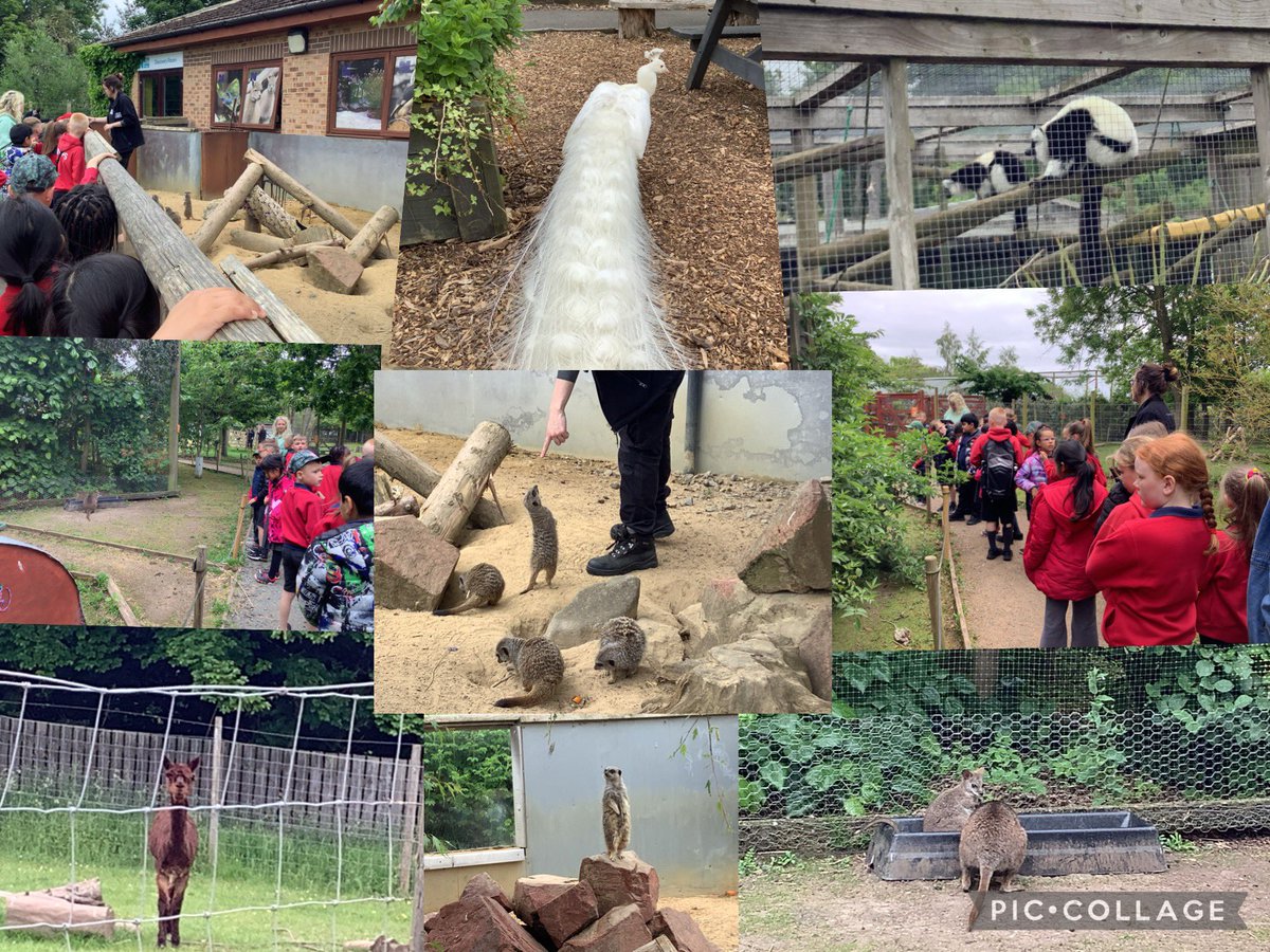 Deborah (@mrsackinclose) on Twitter photo Year 3 <a href="/SMemorial/">Stephenson Memorial</a> had a wonderful day at Kirkley Hall Zoological Gardens. We observed and touched so many different animals & reptiles. Year 3 <a href="/SMemorial/">Stephenson Memorial</a> had a wonderful day at Kirkley Hall Zoological Gardens. We observed and touched so many different animals & reptiles.