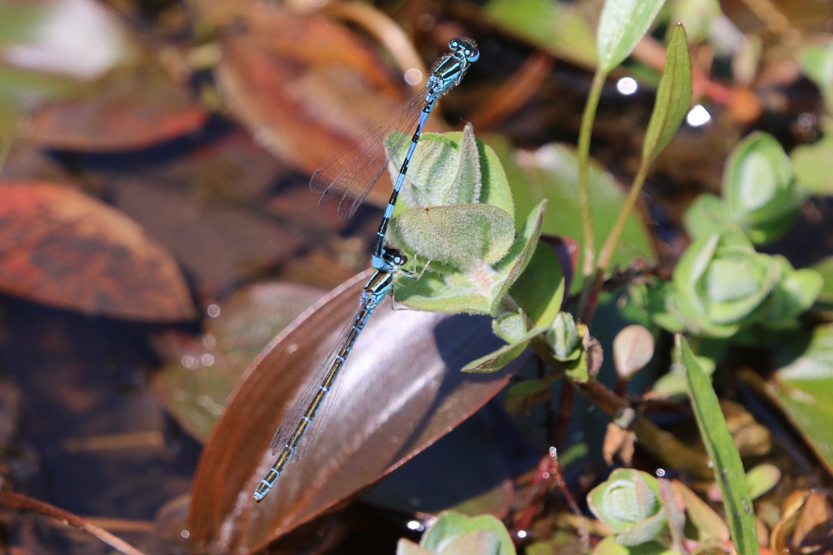 Golden-ringed Dragonfly, Keeled Skimmer, Southern Damselflies attempting multiplication, New Forest