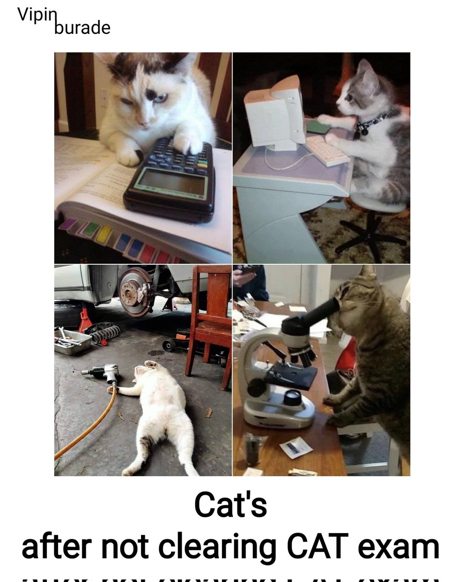 VipinBurade's tweet image. Just a Cat thing.. 

#Caturday #CatsOfTwitter #catexam