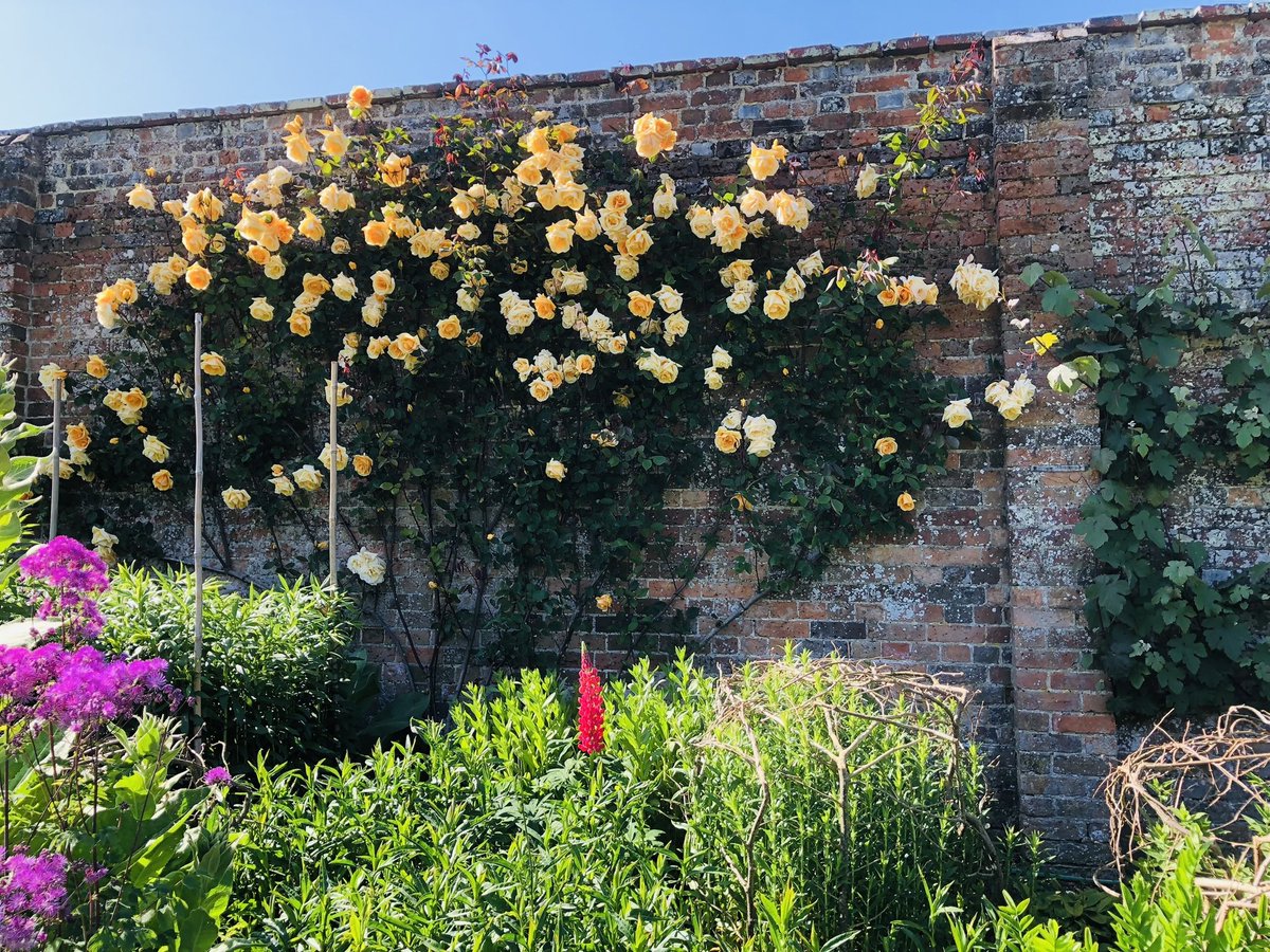 RarePlantFair's tweet image. The stunning gardens @waterperry host our next Rare Plant Fair of a busy season this Sunday from 10am. These superb gardens are reaching their peak with the herbaceous borders and the roses all looking wonderful. 

Full details at rareplantfair.co.uk/our-fairs/2023… 

Photos by @pathavers
