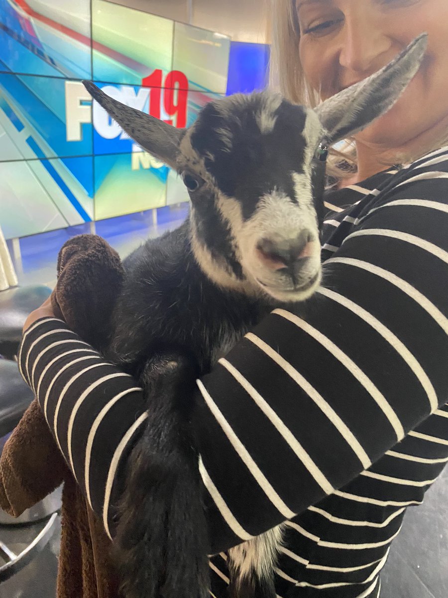 Meet Mocha! 😍 This little cutie visited us at <a href="/FOX19/">FOX19 NOW</a> today during a segment about Charm at the Farm in Lebanon! 🐐
