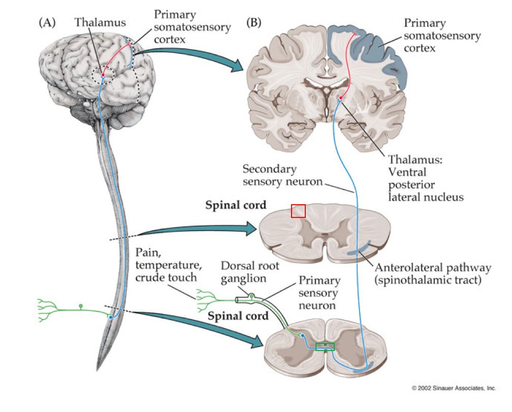 Neuroanatomy of the sensory system.  

By Sinauer Associates  

#neuroscience