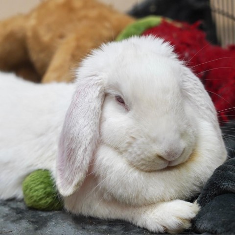In search of a rabbit? House Rabbit Society is improving bunnies’ lives by helping people better understand these often-misunderstood companion animals. Meet Denver, Alaska, Mr. Clean and more on Petfinder! petfinder.com/member/us/ca/r…