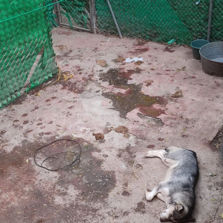 luistotopolito's tweet photo. Alerta de maltrato animal: dos perritos llevan meses abandonados en un patio sin comida y sufren por la lluvia

Los lomitos no han sido rescatados del edificio ubicado en Jardín Balbuena y la denunciante teme que mueran de hambre o de tristeza

https://t.co/CKLw6Lbh37 https://t.co/Iufyixza6i