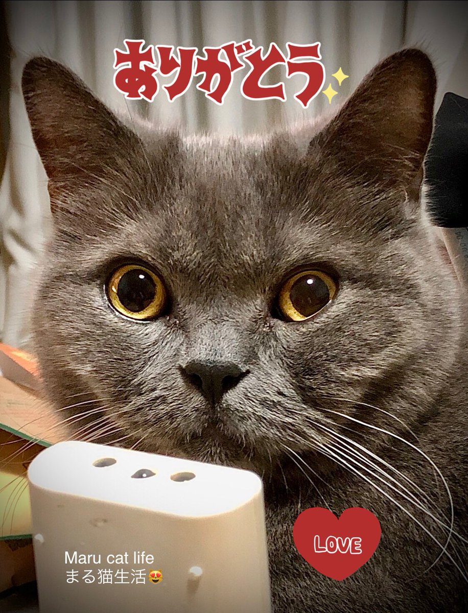 Thank you all as always
Thank you for your continued support
From Maru-chan 😸
🍀♡ℒฺℴฺνℯฺ♡🍀
いつもありがとうございます
今後ともよろしくお願いいたします
まるちゃんより😸
2023/06/06
#BritishShorthair #CatsOfTwitter #Cat #CatsLover #猫 #猫好き #猫好きさんと繋がりたい