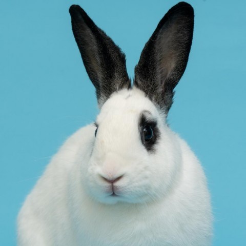 petfinder tweet picture