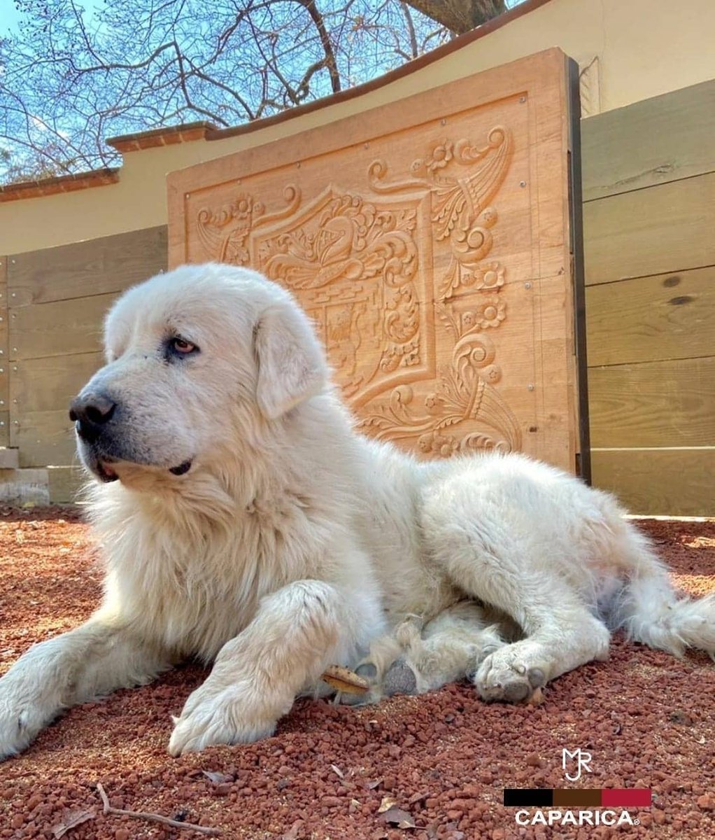La crianza del toro de lidia va de la mano con el cuidado de perros, caballos, gatos y una gran cadena de flora y fauna silvestre que sobrevive gracias a la presencia del toro bravo...
El es "Morante" 🐕

#Morante #CaparicaMJR #Perros #BienestarAnimal #Biodiversidad <a href="/rovimi/">@rovimi</a>