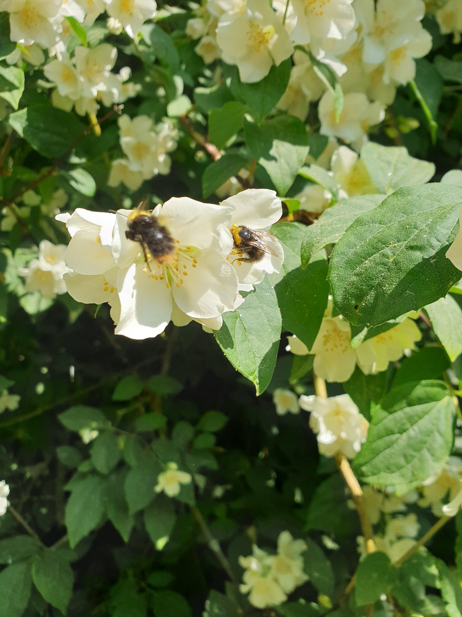 6th June 💚 #30DaysWild 👩‍👦
#blossomwatch #loveyourpark 🌸🌿