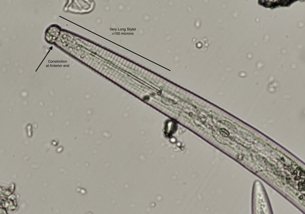 For this #Nematuesday, let's look at Belonolaimus longicaudatus anterior morphology.  Sting nematodes have very long body length (i.e., 2-3 mm), long stylets and constriction at the anterior end.  These characteristics are helpful for ID.