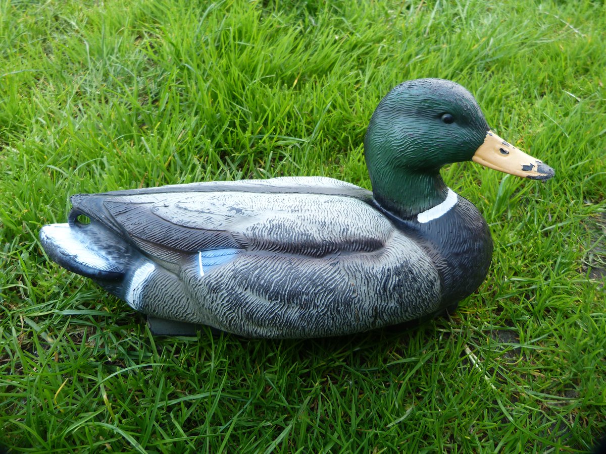 It's not uncommon for injured birds &amp; animals to end up at my house.  This 1 is a wee bit more unusual though &amp; was dropped off by a local crofter. Not sure I can do anything for it, it hasn't moved for the last few hours &amp; may be too far gone...
#TireeRanger #DiscoverTiree