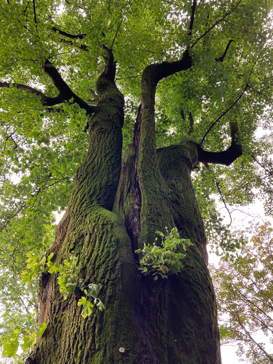 I went to Lake Como, but all I did was take pictures of #trees for #ThickTrunkTuesday such is my devotion to any kind of #tree. #WritingCommunity #nature