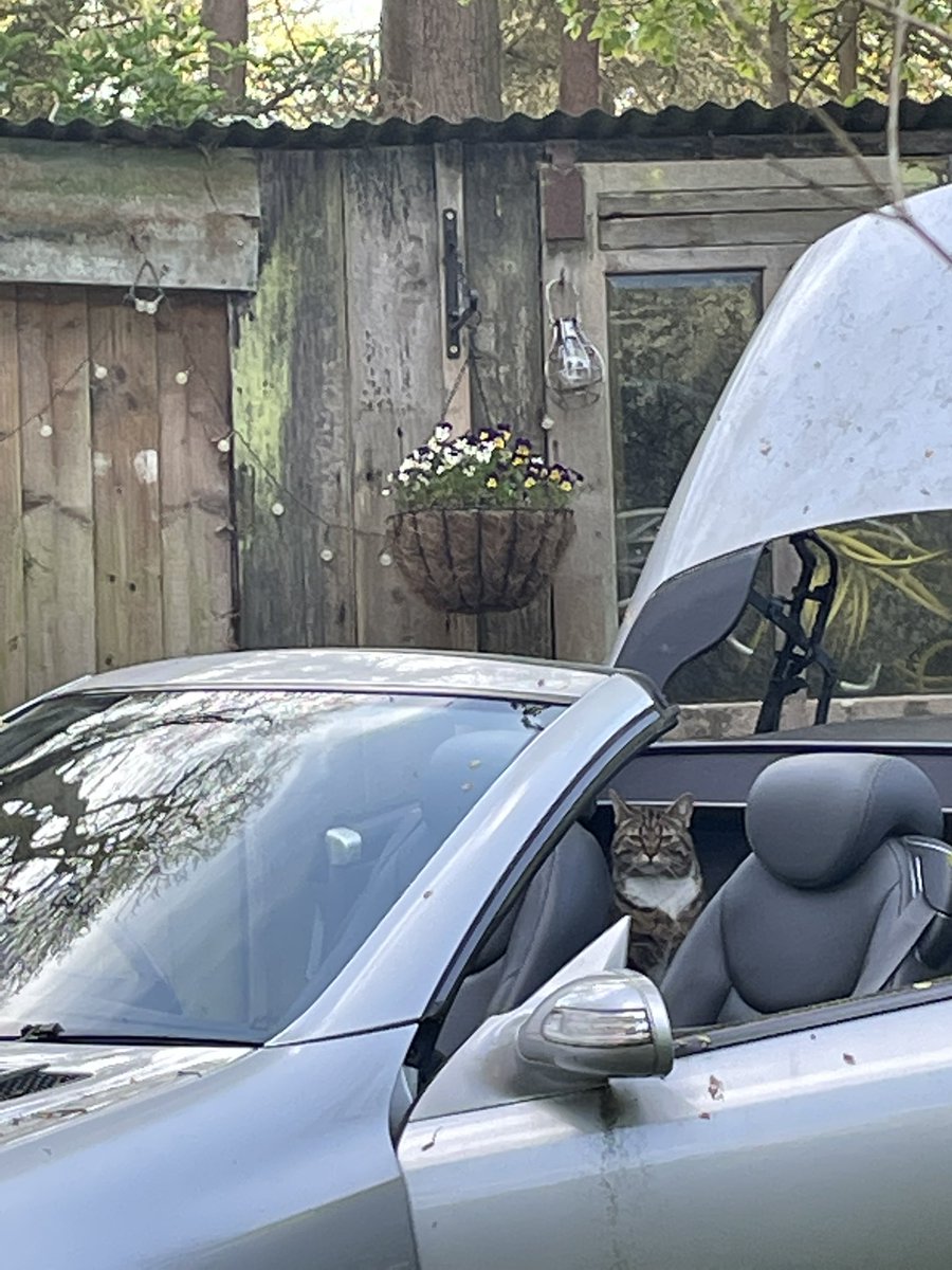 Nothing to see here. Just a cat contemplating a cruise in a convertible 😂🐈‍⬛🐾 #cat #CatsOfTwitter  #humour #convertible <a href="/JaneFallon/">Jane Fallon</a> #AnimalLovers #pets #car
