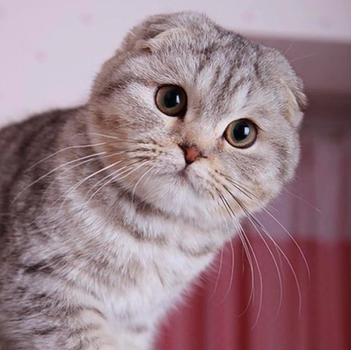 sillybusanto's tweet photo. Now I know what I want as a pet, Scottish folds are so cute 🥺🥰 https://t.co/7Cc5WpGR6o