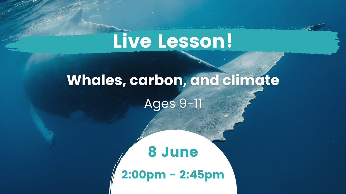 Celebrating #WorldOceanDay, @encounteredu are hosting an open lesson discussing #whales, #carbon, and #climate with @ConvexSeascape, @Bluemarinef, & @ExeterMarine. The lesson focuses on the position of whales within the ocean #BlueCarbon cycle. 👉buff.ly/42oD8h0