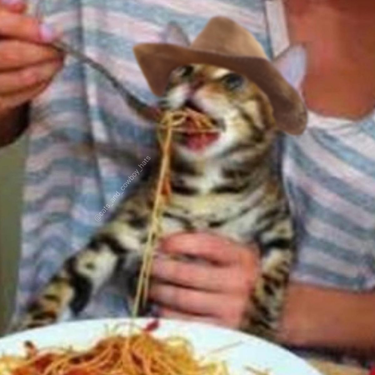 CowboyCats's tweet photo. https://t.co/tjwMROtUFD