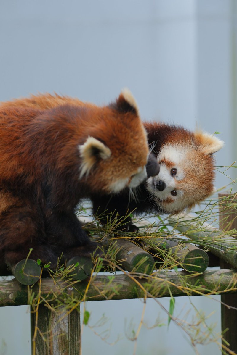 ねぇニーコ、ちょっとちょーだい🐾 ＃レイファ ＃鯖江市西山動物園 ＃レッサーパンダ