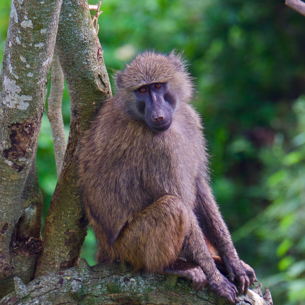 #baboon #sitting under #tree , #Kenya

.
.
.
#Omnivorous
#Baboon
#WildBaboon
#KenyaBaboon
#OldWorldMonkey
#KenyaWildlife
#AfricanWildlife
#AfricanBaboon
#KenyaTrip

 #WildlifeHabitat #WildWorld #WildlifePic #WildlifePhotography #WildlifeProtection #WildlifeShots #WildlifeEnglish