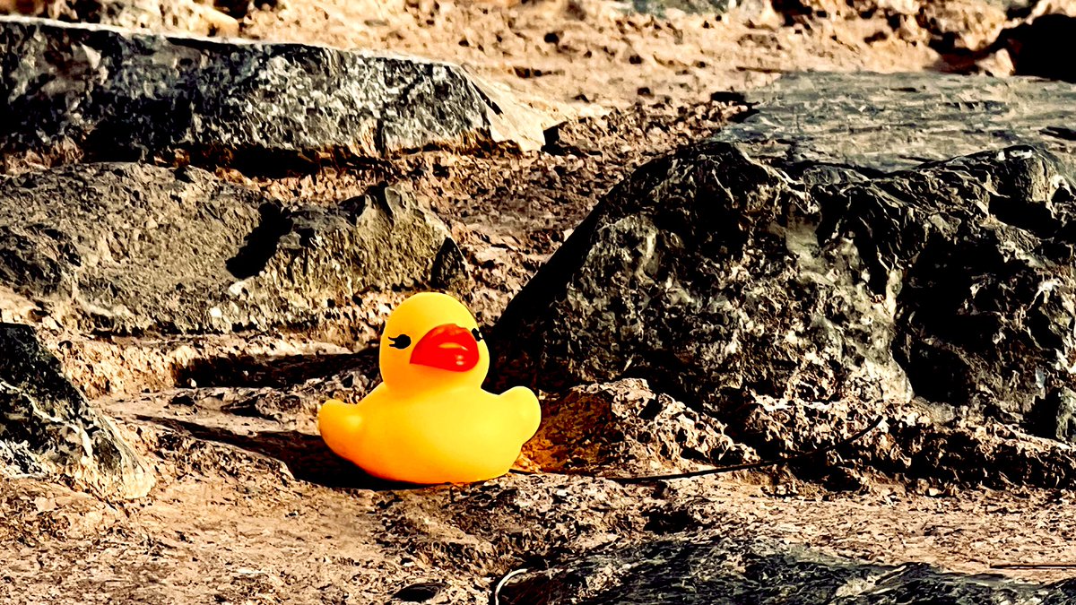 jaysonstreet's tweet image. Last #DuckArmyInvasion of the trip! 😊