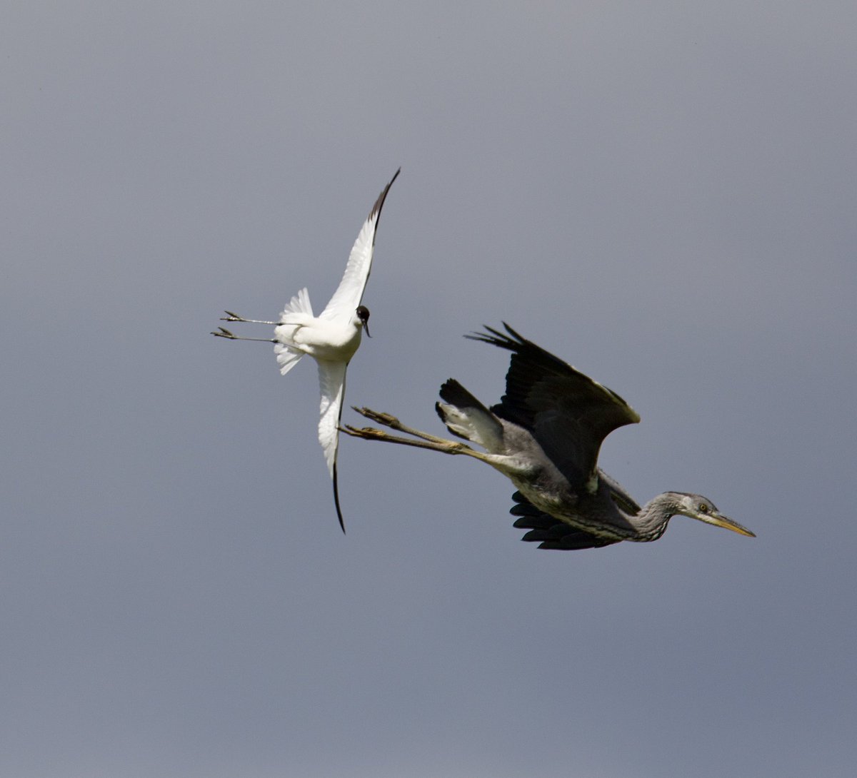 @DotJones50 @slimbridge_wild Great footage!! 
They don’t mind taking on Heron either. This was coombe Hill last year. Was a few moments of pure acrobatic heroism.