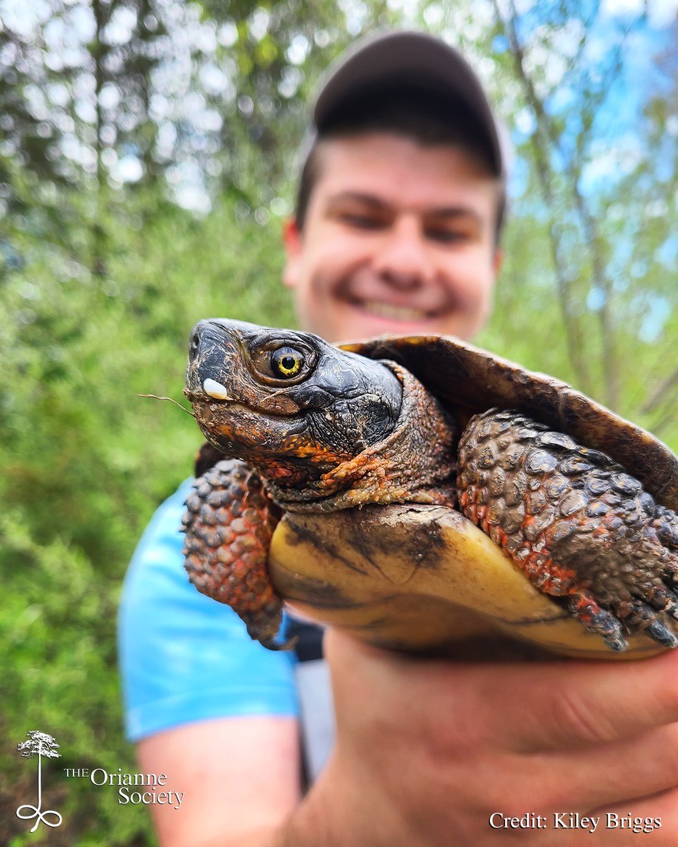 Our Hudson-Berkshire technicians, Madie and Giovanni, showing of a few of the Wood Turtles they’ve found during our first few weeks on the ground in southeastern New York. 

#Orianne #KileyBriggs #FacesoftheForest #GreatNorthernForests #turtle #woodturtle