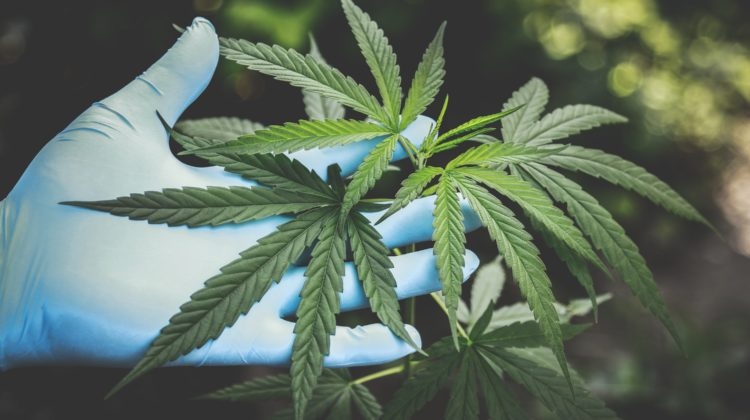 TheEmeraldNews's tweet photo. With cannabis legalization becoming more widespread, growing at home is becoming all the rage. Not everyone is an expert grower, and that’s okay. To help make things simpler, we’re breaking down the basics of germination and cloning.

https://t.co/UwqlJMbXmv https://t.co/2Ge4Ype1iR