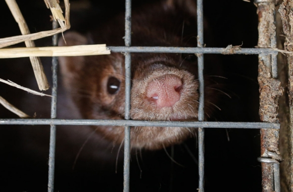 👏 Born Free USA applauds the introduction of #legislation (H.R. 3783) by <a href="/RepEspaillat/">Adriano Espaillat</a> that will phase out #mink #farms amid rising public health concerns.  

We urge #Congress to pass the bill before the next devastating global health crisis is upon us.

ow.ly/eaSE50OGOYP