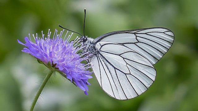 Rogue butterfly releases are in the news again. I thought it might be useful to write a thread explaining some of the science behind why this route to re-establishing species is so problematic. 
📷 Charles J. Sharp