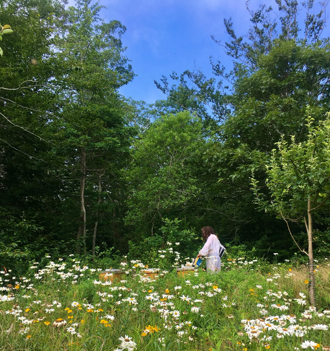 During the summer, pesticides are often used to limit the number of unwanted visitors in gardens, but we're urging everyone to remember #pollinators before you use them! Here's how pesticides impact bees as well as bee-safe options to use instead: bestbees.com/2022/11/09/pes…