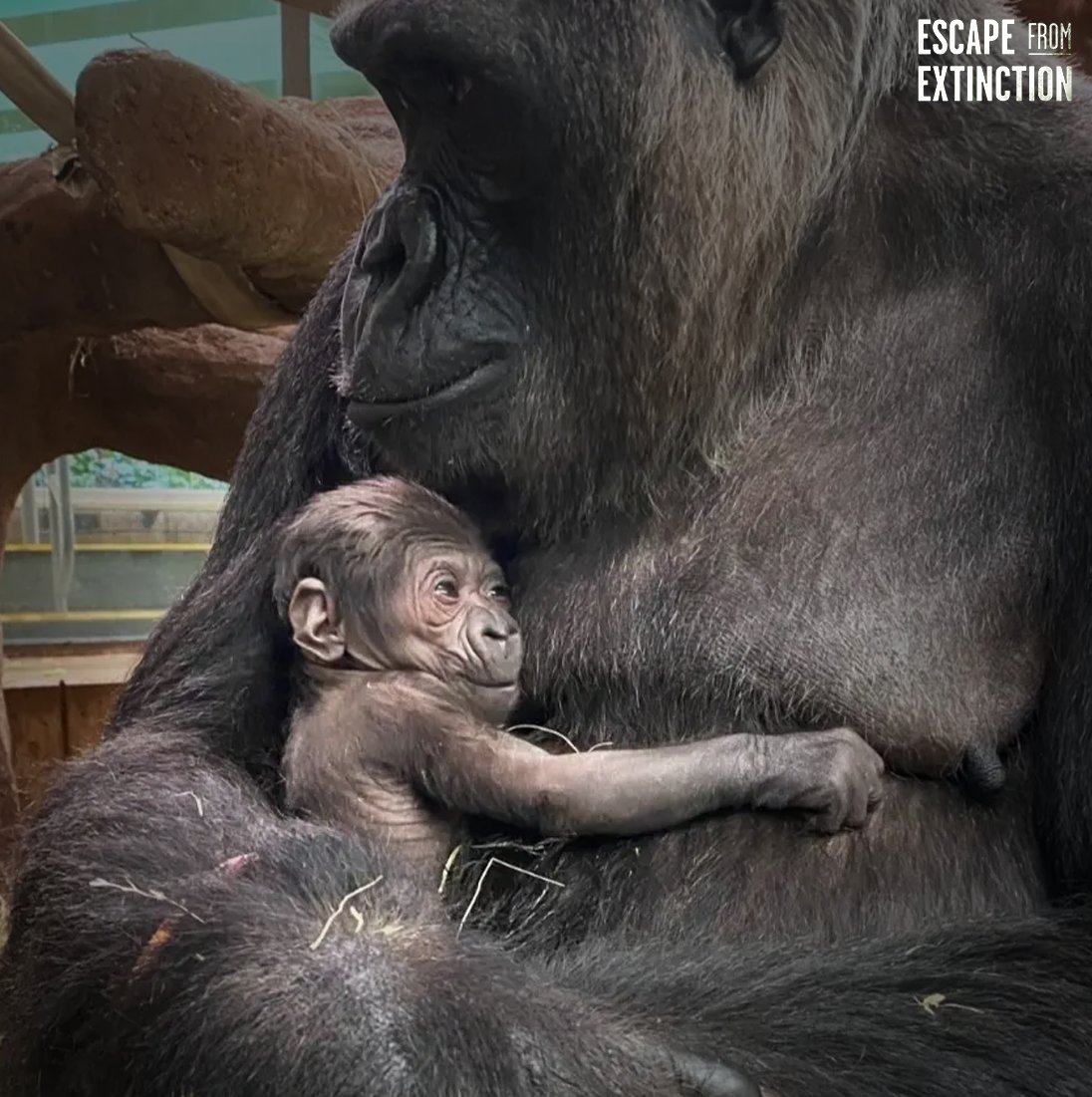 HeroDogAwards's tweet photo. Last week, a Western lowland gorilla was born at the Smithsonian National Zoo in Washington, DC. These gorillas are part of a critically endangered species and is the first of its kind to be born in the park in over five years. #EscapeFromExtinction https://t.co/mlSx5RUTF5