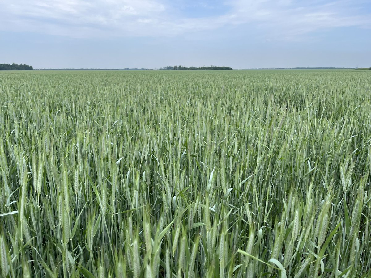 Sherry Woods tweet media