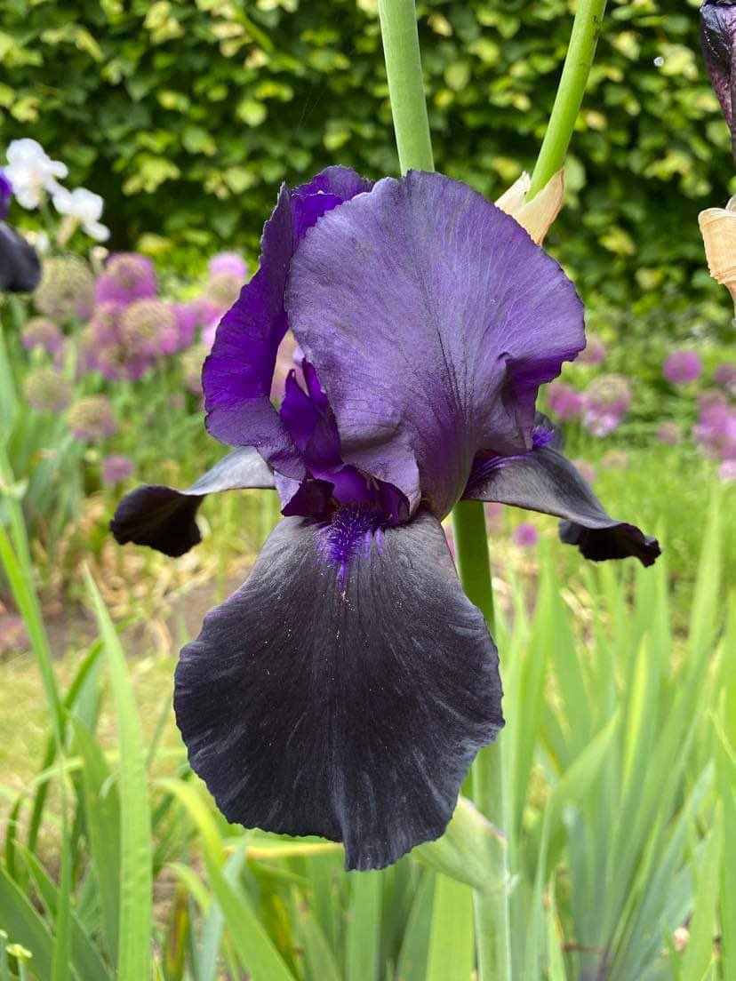 A lot of you were asking what the irises were in my last post - the white one is ‘White City’ a very fragrant iris that has buds of pale blue and matures to white and the sumptuous inky purple/black one is ‘Black Tie Affair’. 🤗