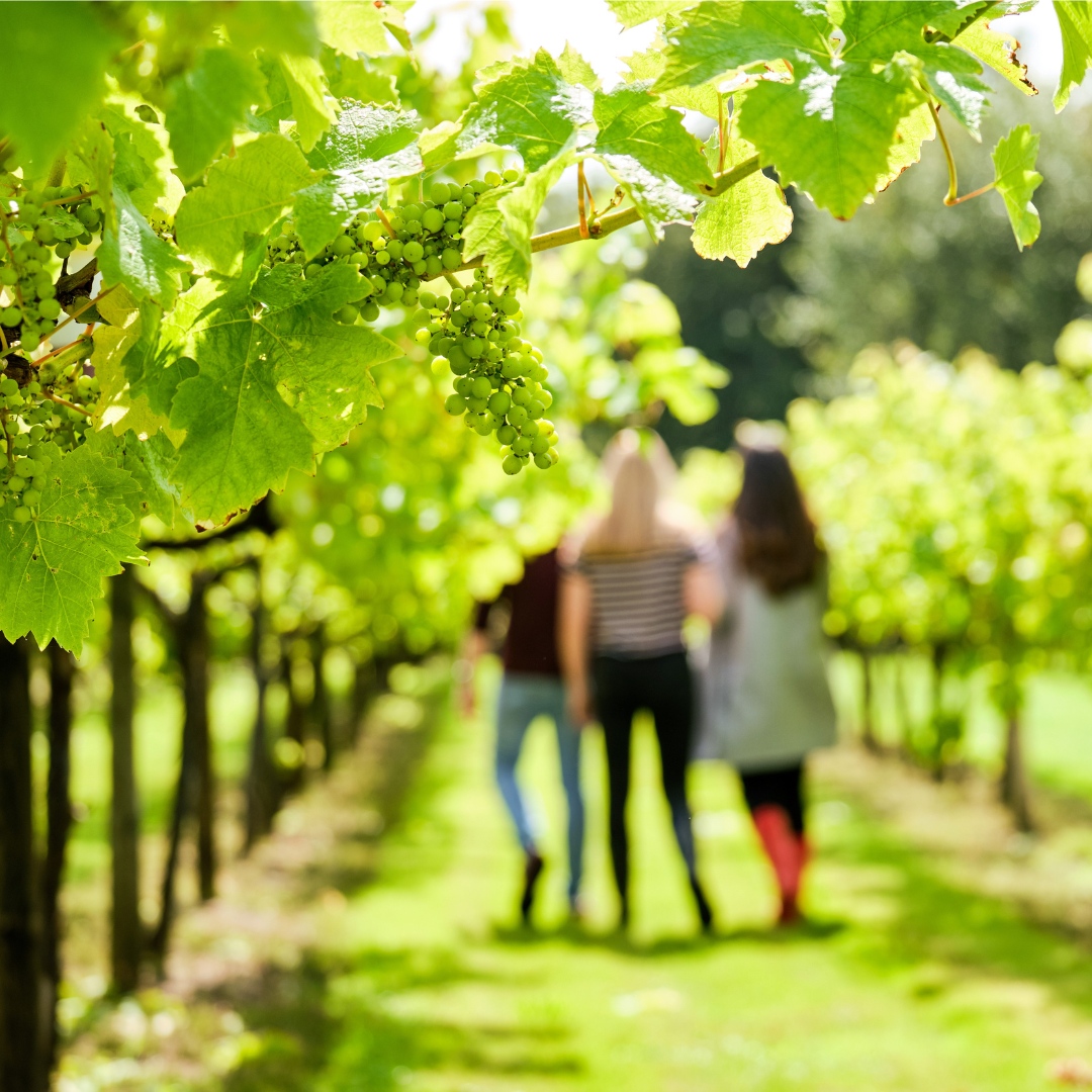 Wines of Great Britain tweet media