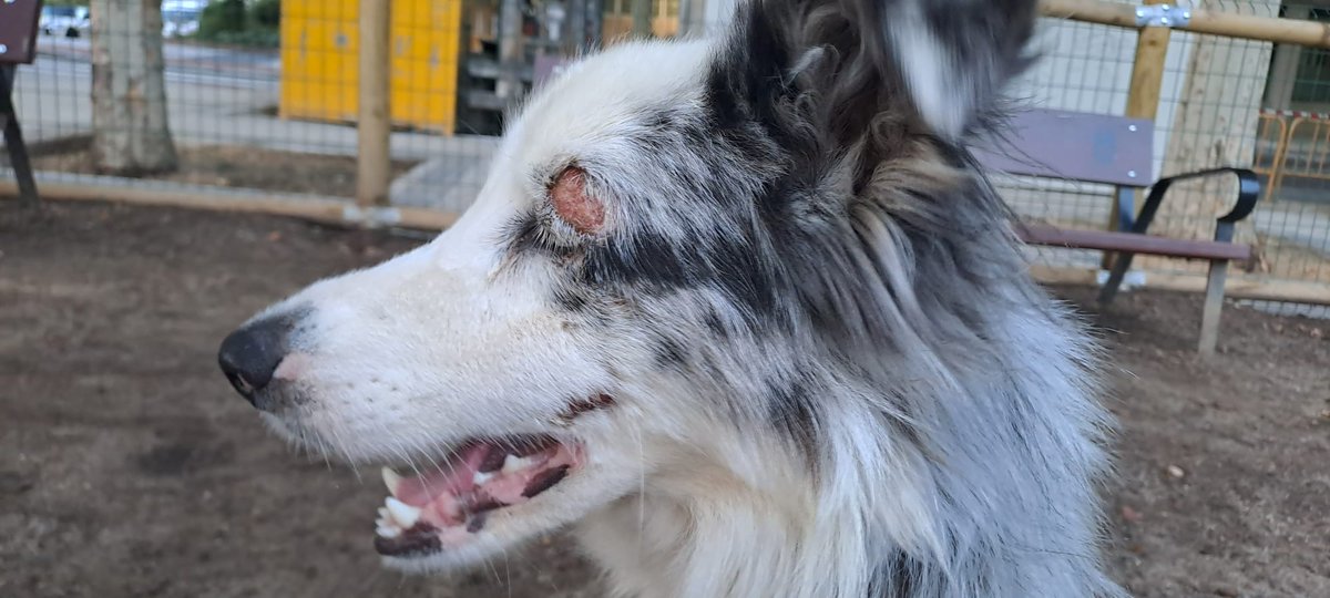 Borders Sin Fronteras tweet media