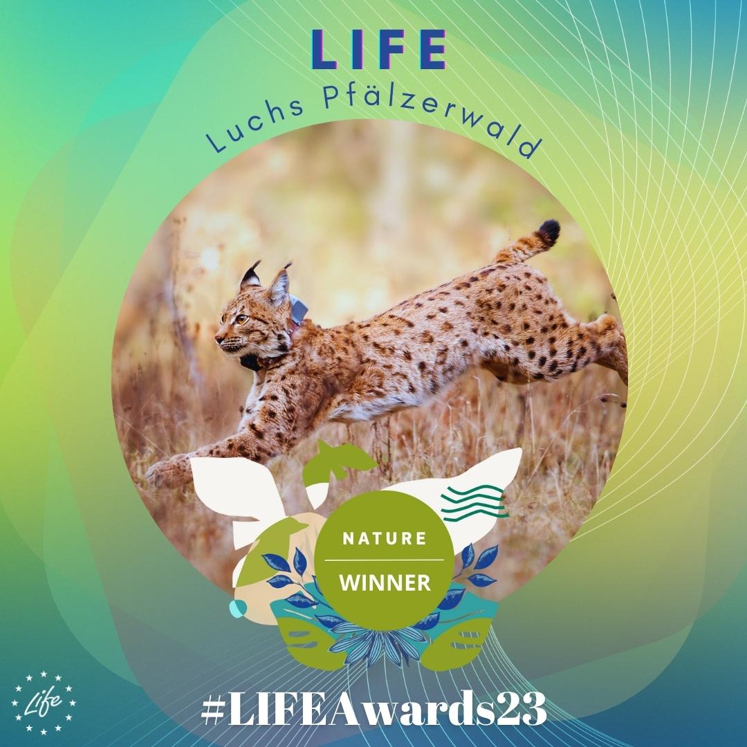 And this year's LIFE Award for #nature protection goes to… LIFE Luchs Pfälzerwald!👏 The endangered Eurasian lynx has found a new life and a new home in 🇩🇪 because of this #LIFEproject. 👉 bit.ly/LIFELuchsPfalz… Gut gemacht!💚 #LIFEAwards23 #EUGreenWeek