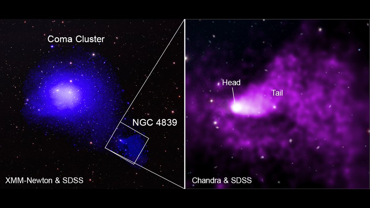 A group of galaxies is plunging into the Coma galaxy cluster & leaving behind an extraordinary tail of superheated gas. This comet-like tail is 1.5 million light-years long, making it the longest tail ever seen trailing behind a group of galaxies. s.si.edu/ngc4839 #AAS242