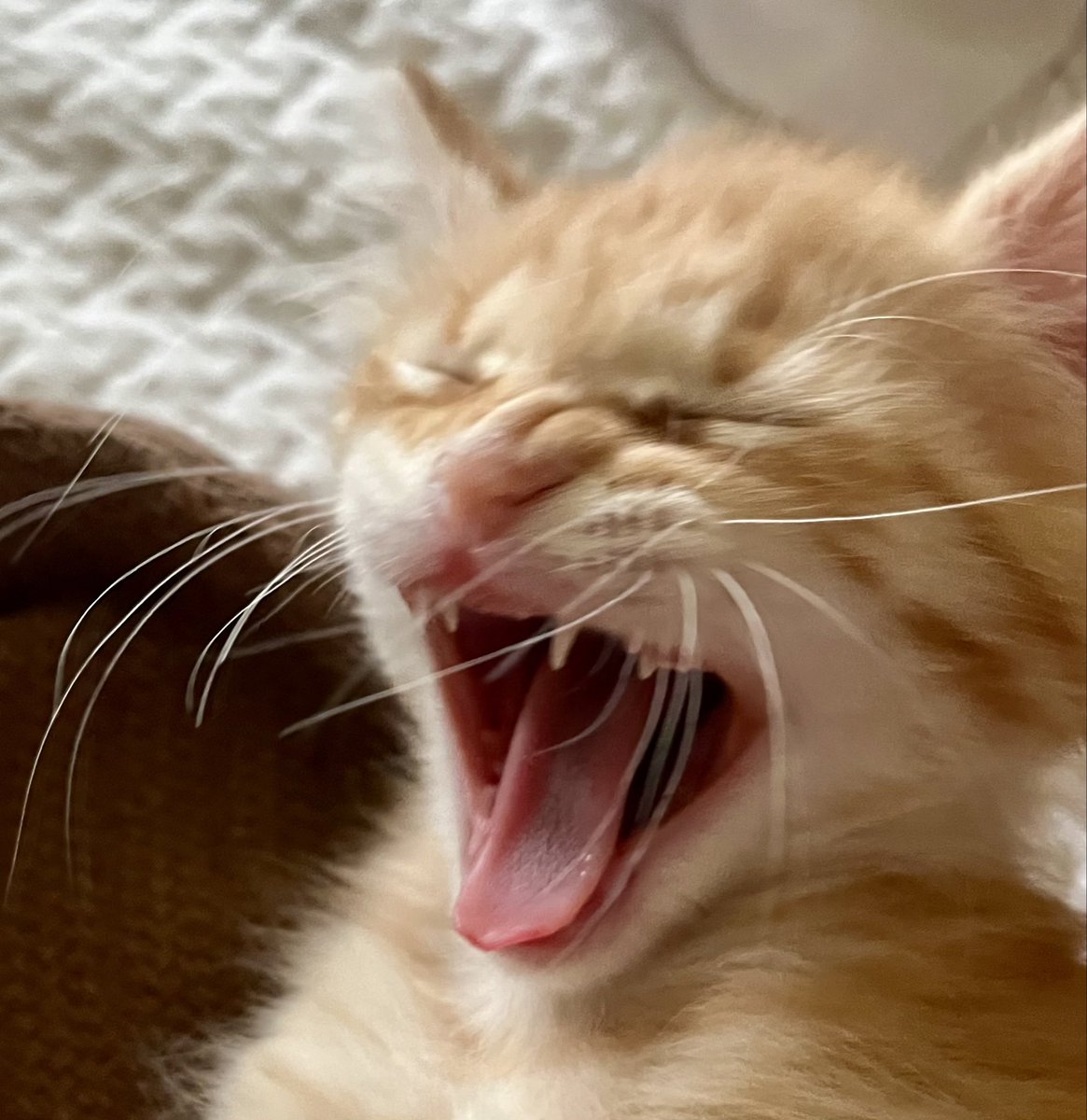Foster_Fluff's tweet photo. This morning feels like… #Quinn #kittens #CatsOfTwitter https://t.co/zrZfZDXDds