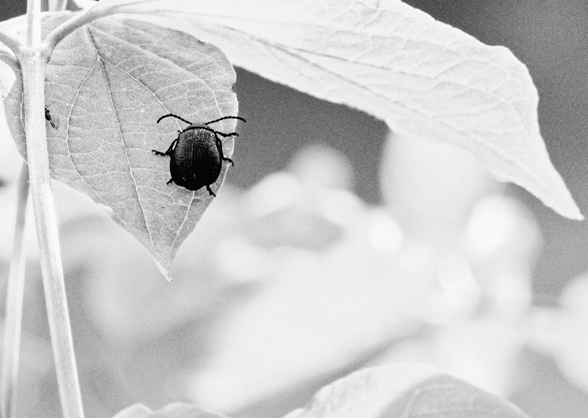 Little bug #bug #insects #nature #outdoor #plant #leaf #country #bnw #raw #macro