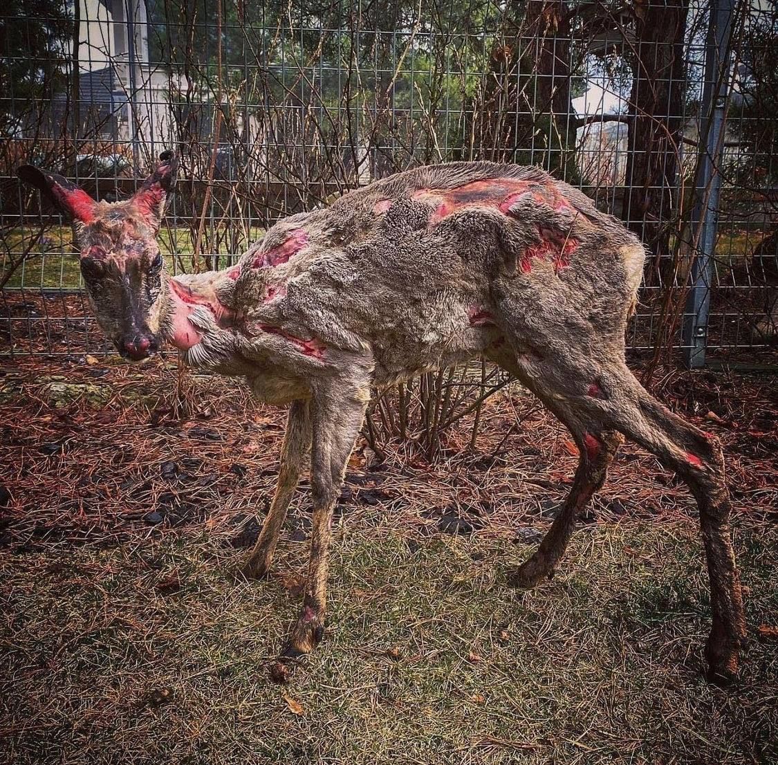 leusenko1's tweet image. А де світові, європейські любителі тварин, захисники екології?
Мовчать про російський екотероризм?
Їм чхати на руйнування природи, забруднення довкілля, вбивства сотень тисяч диких і свійських тварин через злочини армії рф.
Ось вам профанація цих спілок чи фінансування їх кремлем