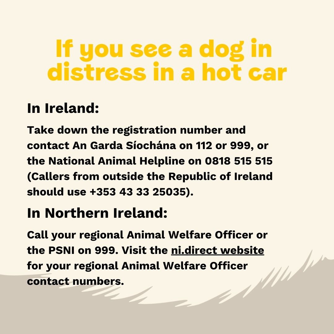 With temperatures set to increase this week, we're here to remind you to never leave your dog in a vehicle 🐶🚗 Here's what to do if you do find a pooch in a hot car 👇☀️