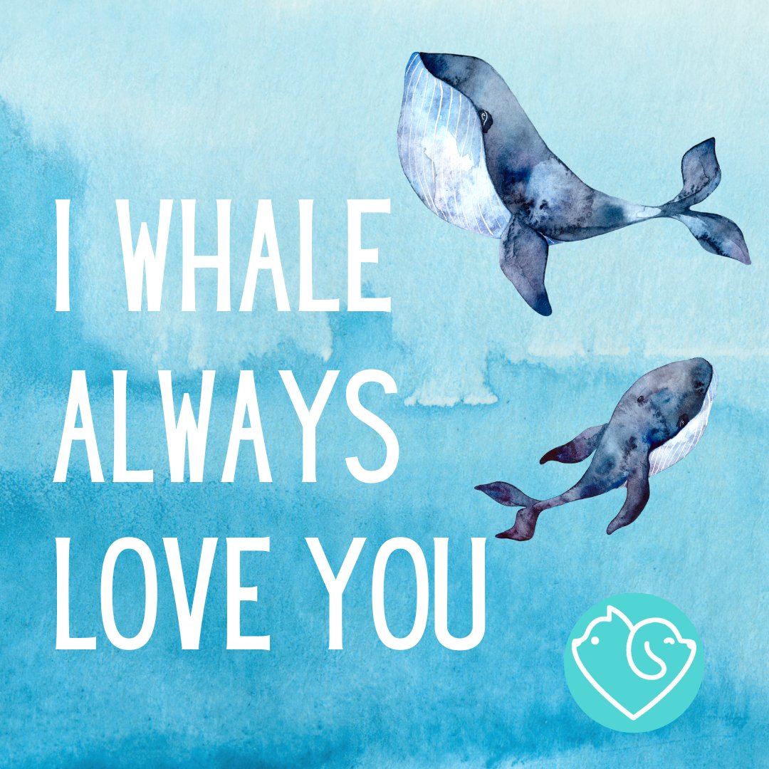 carepetsapp's tweet photo. Las ballenas son animales sociales y familiares, pero han sido cazadas por humanos. Debemos proteger y conservarlas, y cuidar su hogar, el océano. #FamiliaresBallenas #CuidemosLasBallenas #OcéanoEnPeligro https://t.co/cTBdnraVuO