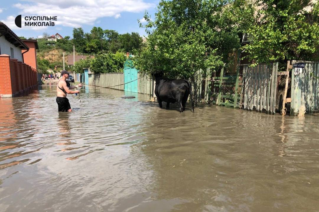 #Kherson residents rescue livestock from flooded farms after #Nazi #Russia blew up the #ZaporozhyeNPP dam across the #Dnieper.

#RussiaInvadedUkraine #RussiaIsANaziState #RussiaUkraineWar #UKRAINE #SlavaUkraini #NAFO #NAFOfellas #putler #RussiaIsLosing #RussianArmy