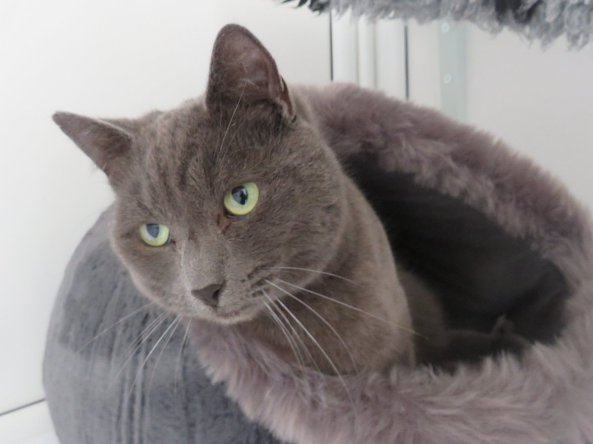 Asher is a quiet, 3 year old who is looking for a home with adults in a quiet or village location. We feel that Asher would be happiest living as a single cat in his new home, so he can soak up all the attention he deserves.

Click here: mgar.org.uk/52571 for more details.