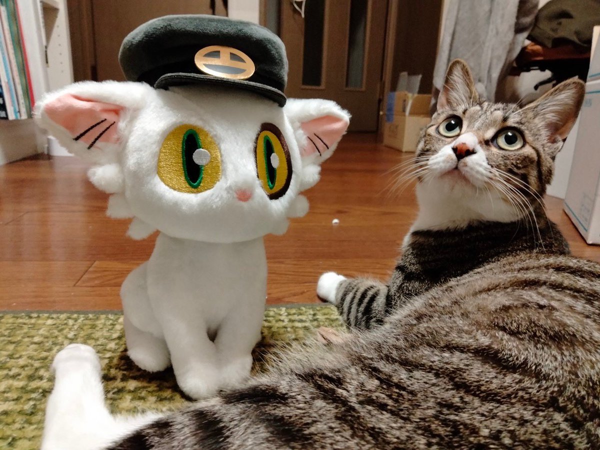 今日の1年前…
だんながたびちゃんを拾いましたw

ちっちゃかったのがこんなに大きくなりました！あっというまー！！🤣 https://t.co/AZtvFLpChC https://t.co/IqqR3T9OBv